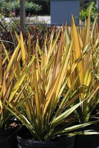 Phormium "Apricot Delight"