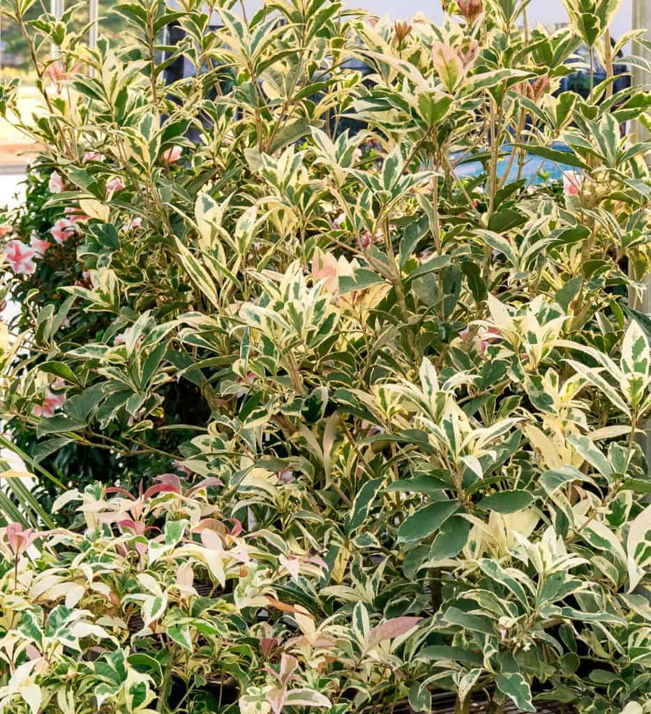Osmanthus Misty River