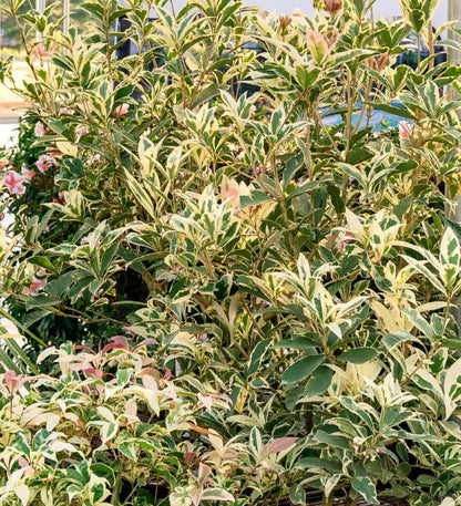 Osmanthus Misty River