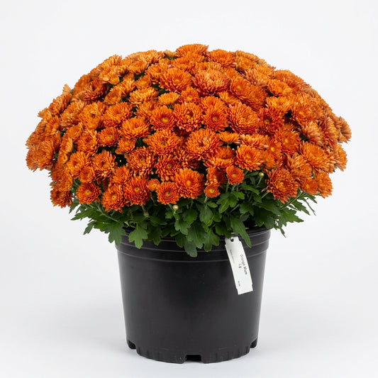 A dense cluster of orange chrysanthemums with green leaves, photographed against a plain white background.