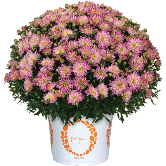 Mum Peppermint Passion