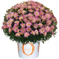 Mum Peppermint Passion