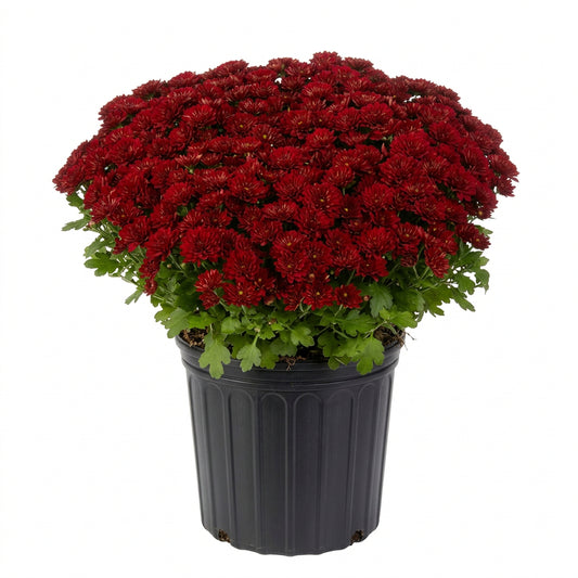 A dense cluster of deep red chrysanthemums with green leaves, potted in a black plastic nursery pot against a plain white background.
