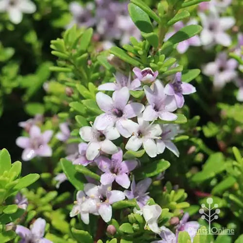 Myoporum 'Pink'
