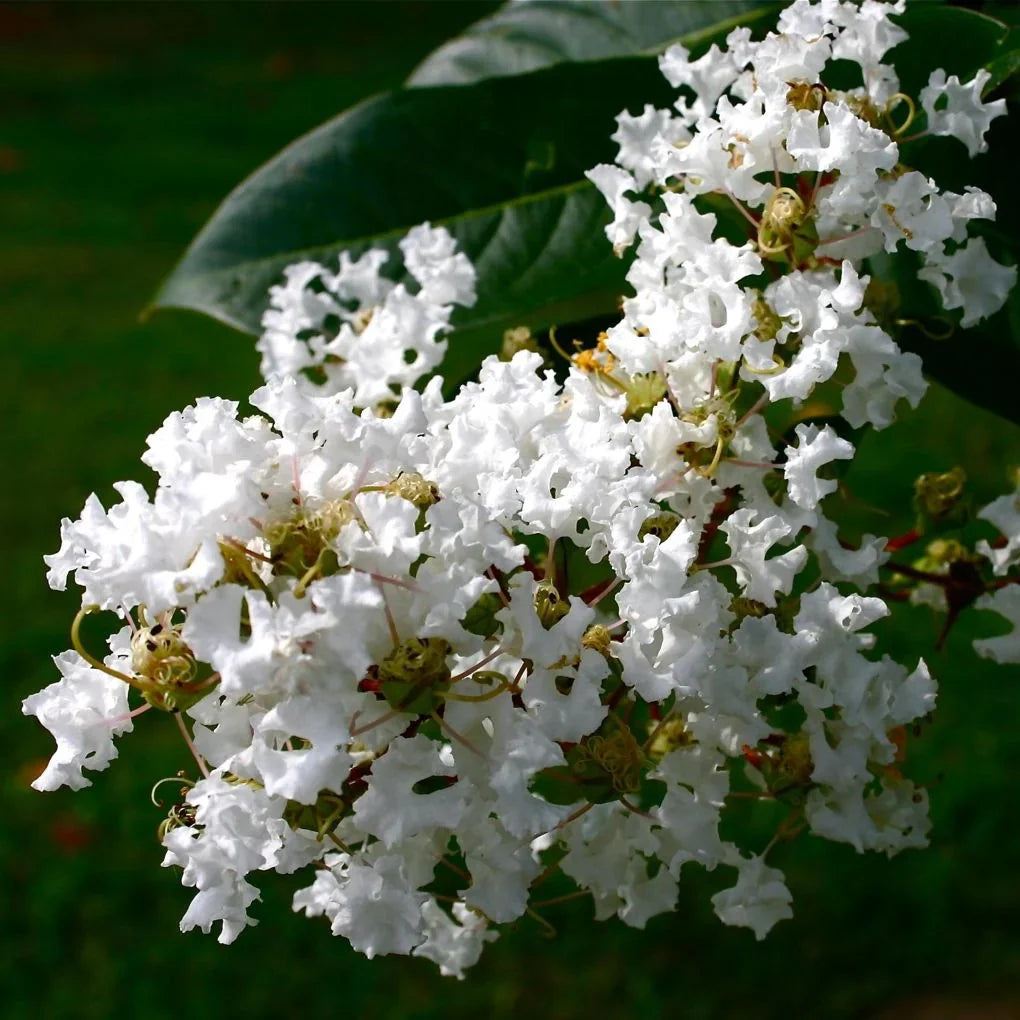 Crepe Myrtle 'Natchez'
