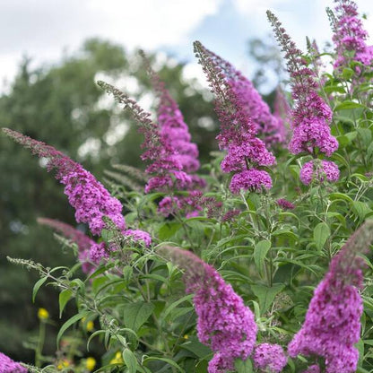 Buddleja "Royal Razz"