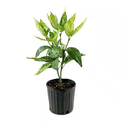 Aucuba japonica 'Gold Spot'
