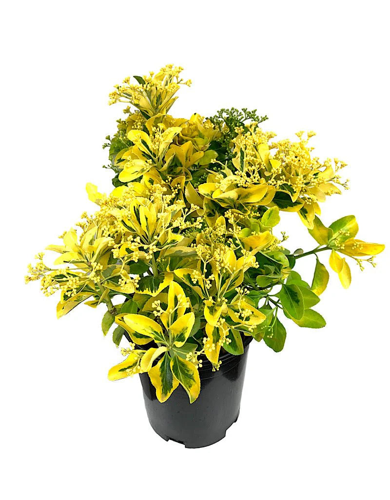Euonymus 'Aureo-Marginata'