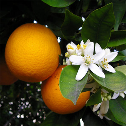 Orange 'Funkumtoto' Early Navel