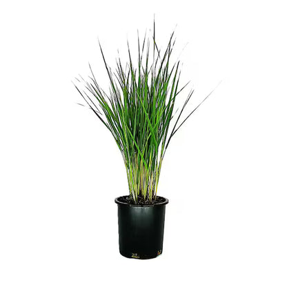 Calamagrotis "Karl Forester"