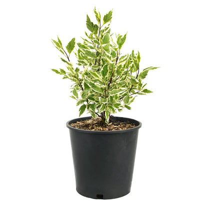 Cornus 'Elegantissima'