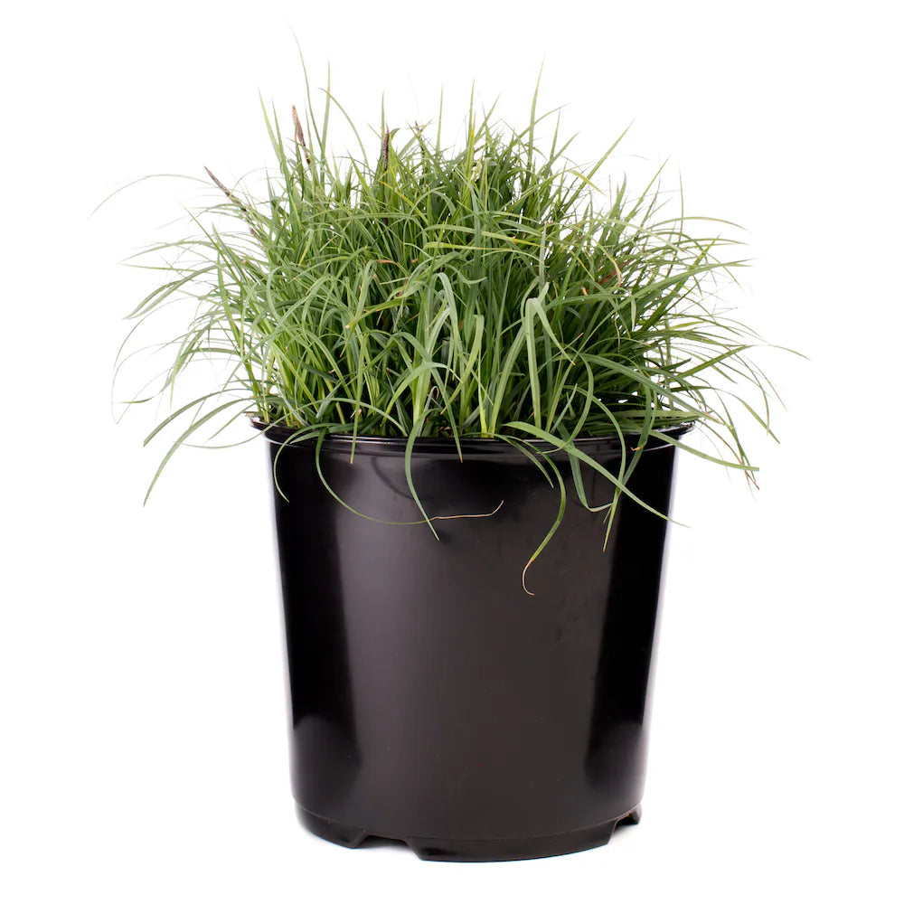 Carex "Blue Zinger"