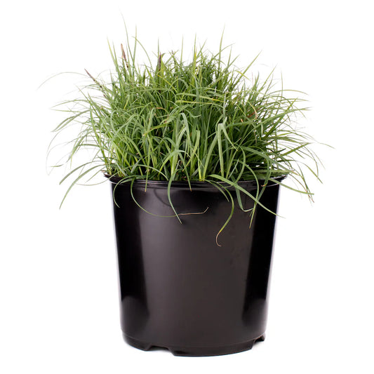 Carex "Blue Zinger"