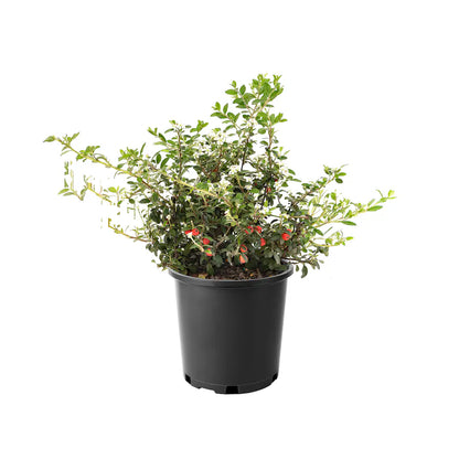 Cotoneaster 'Coral Beauty'
