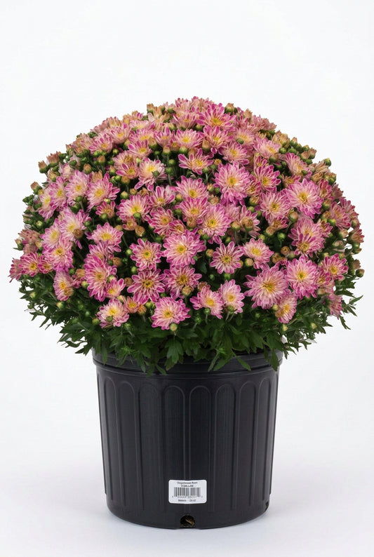 A large round bouquet of pink chrysanthemums in a white metal pot with orange floral graphics and the words 'for you...'.