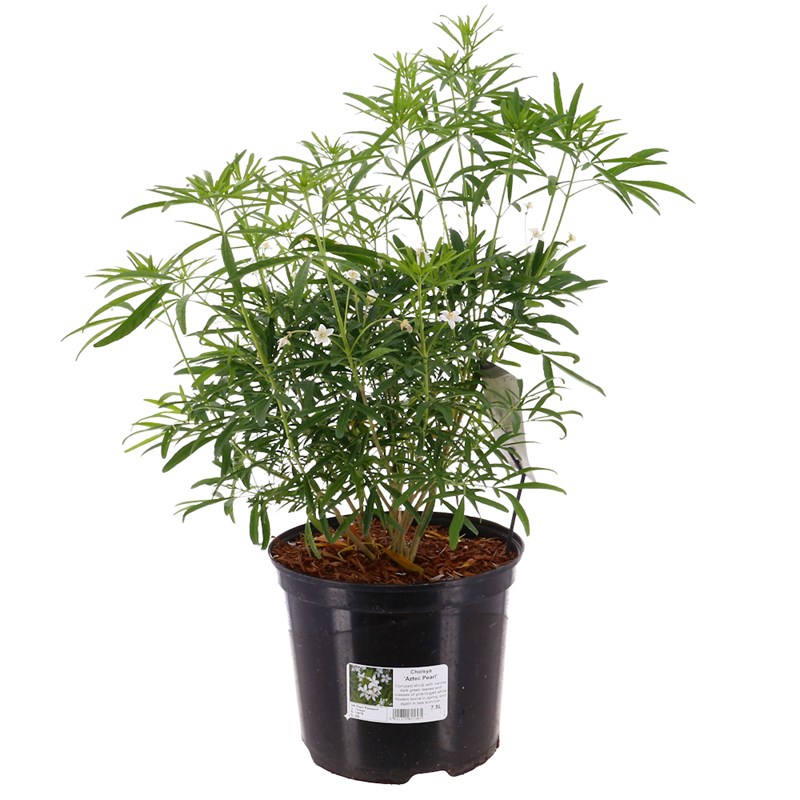 Choisya "Ternata"