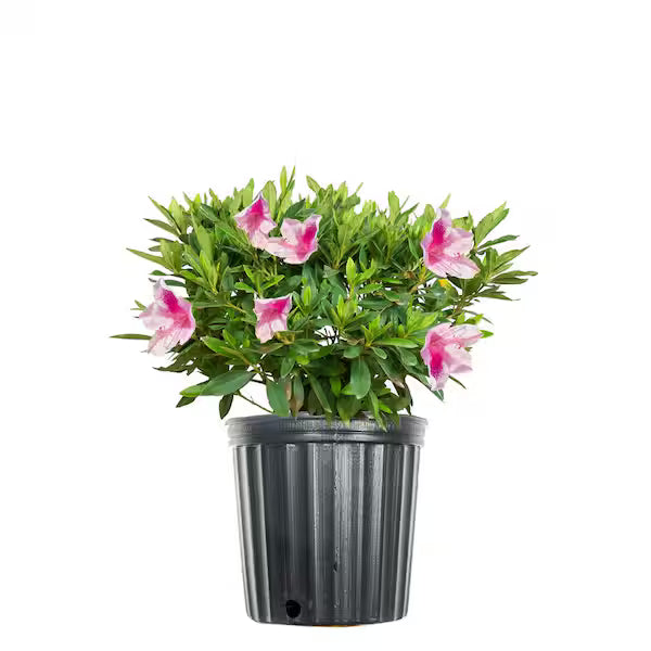 Azalea "George Tabor"