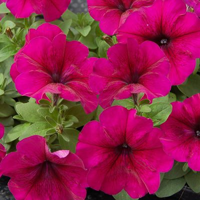 Petunia "Mambo Burgundy"