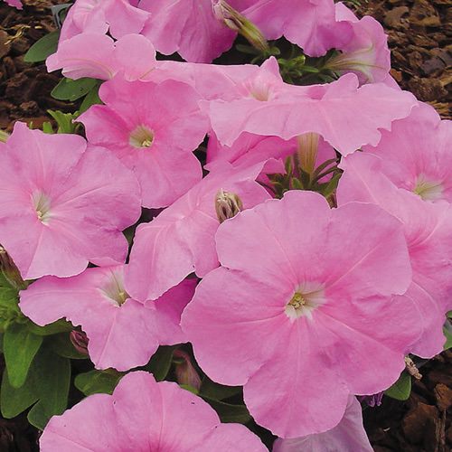 Petunia "Mambo Sweet Pink"