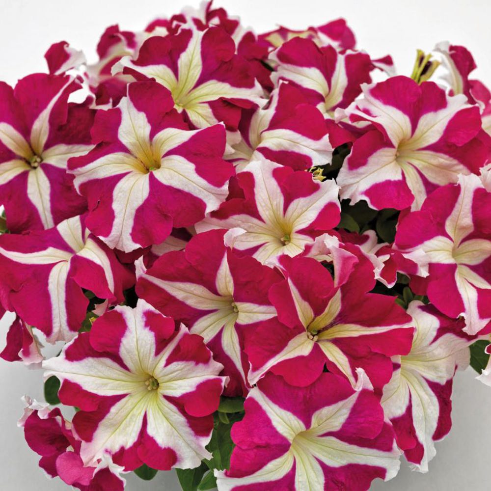 Petunia 'HD Star"