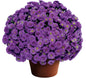 Aster Purple Dome