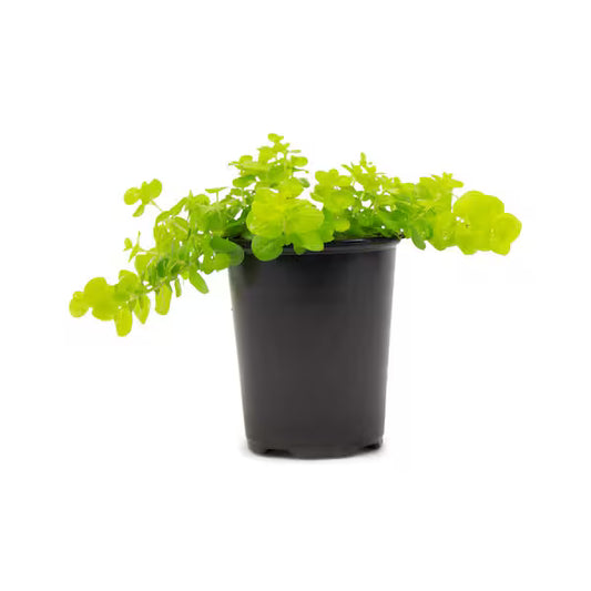 Lysimachia Green