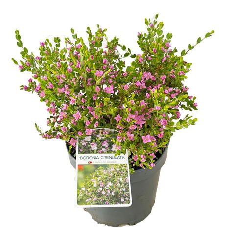 Boronia "Sharks Bay"