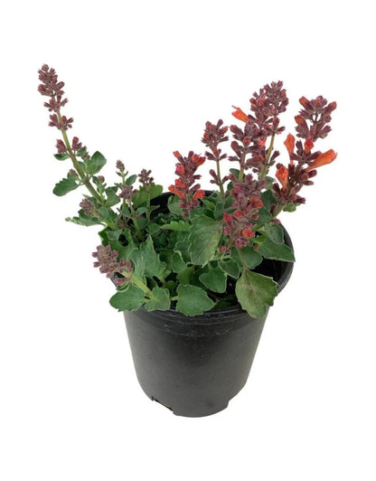 Agastache Kudos Ambrosia