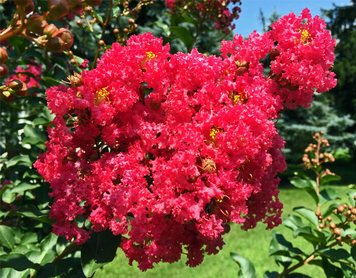 Crepe Myrtle "Centennial Spirit" Single Trunk