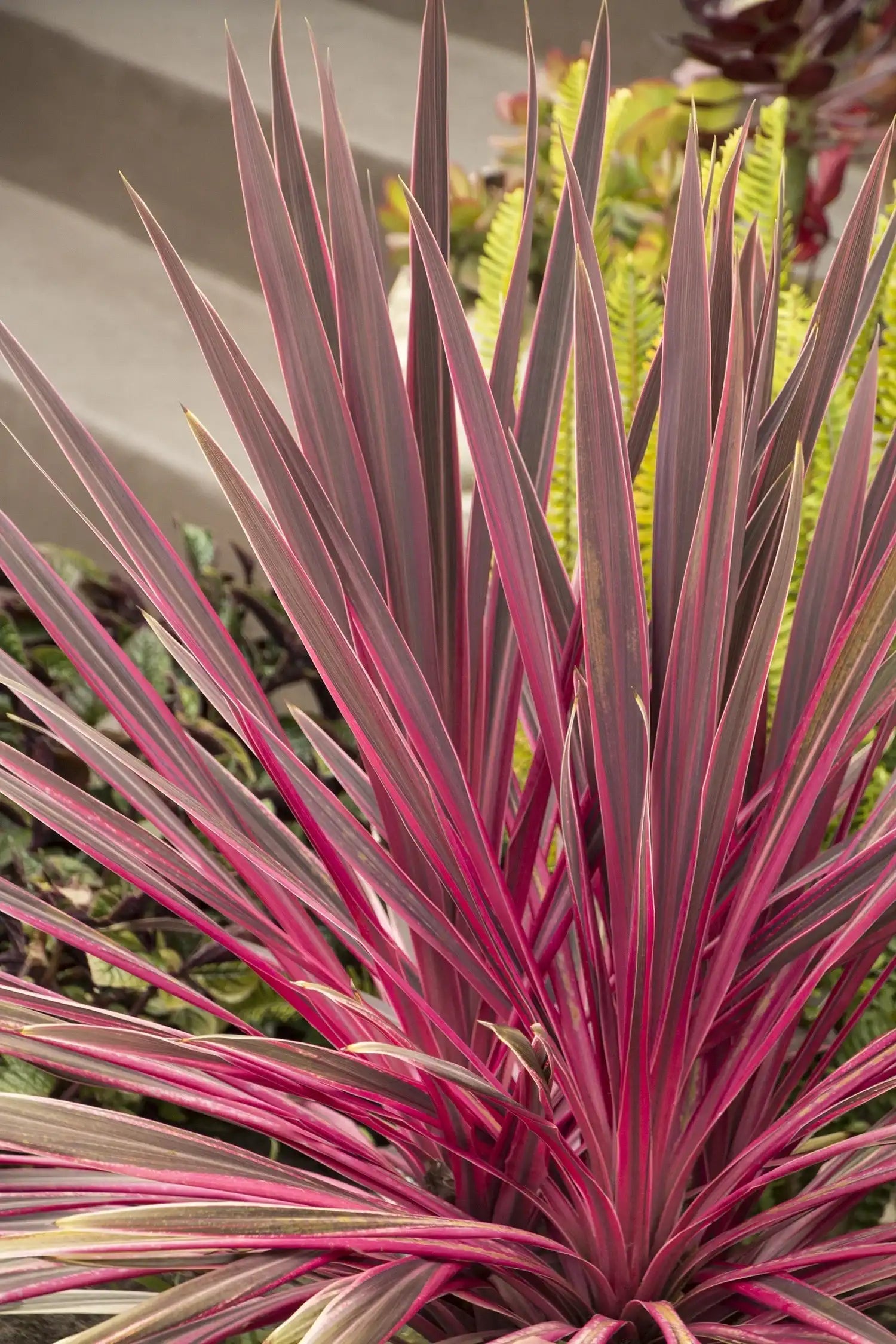Cordyline "Electric pink