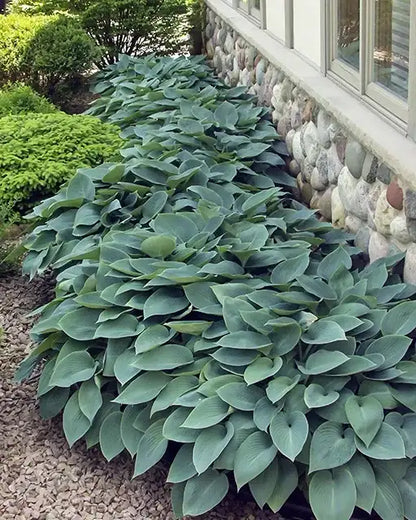 Hosta "Halycon"