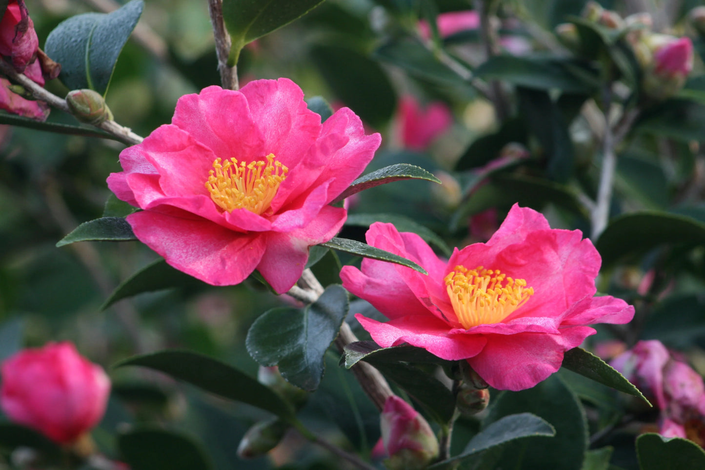 Camellia "Kanjiro"