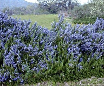 Rosmarinus "Officinalis"