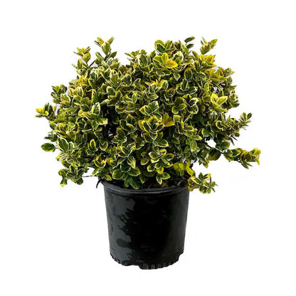 Euonymus ' Emerald n Gold'