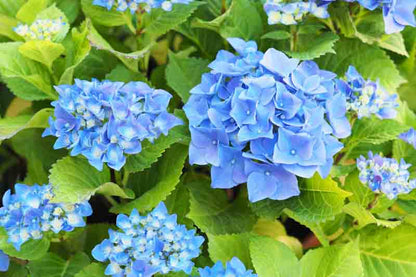 Hydrangea 'Nikko Blue'