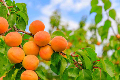 Apricot 'Tilton'