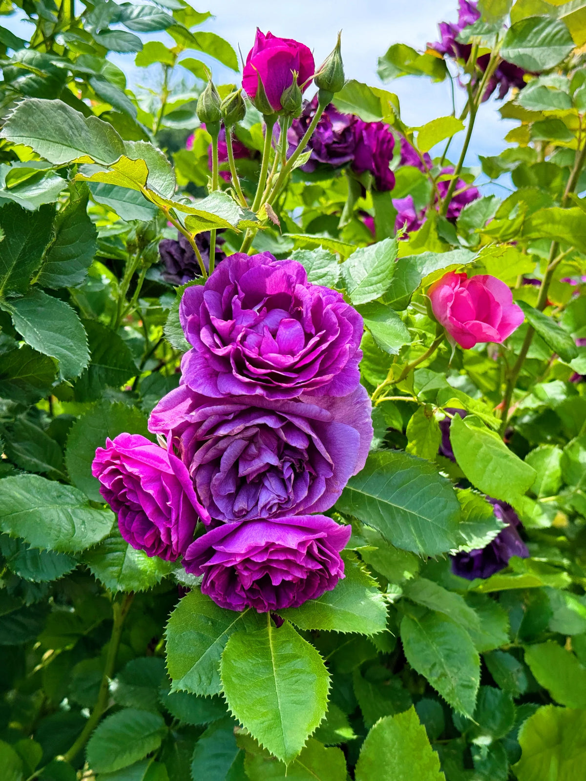 Rosa Purple Aura