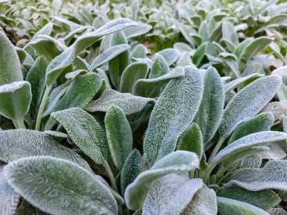 Lambs Ear