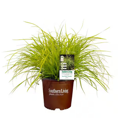 Carex "Everillo"