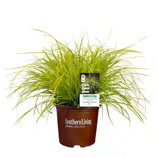 Carex "Everillo"