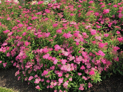 Spirea Neon Flash