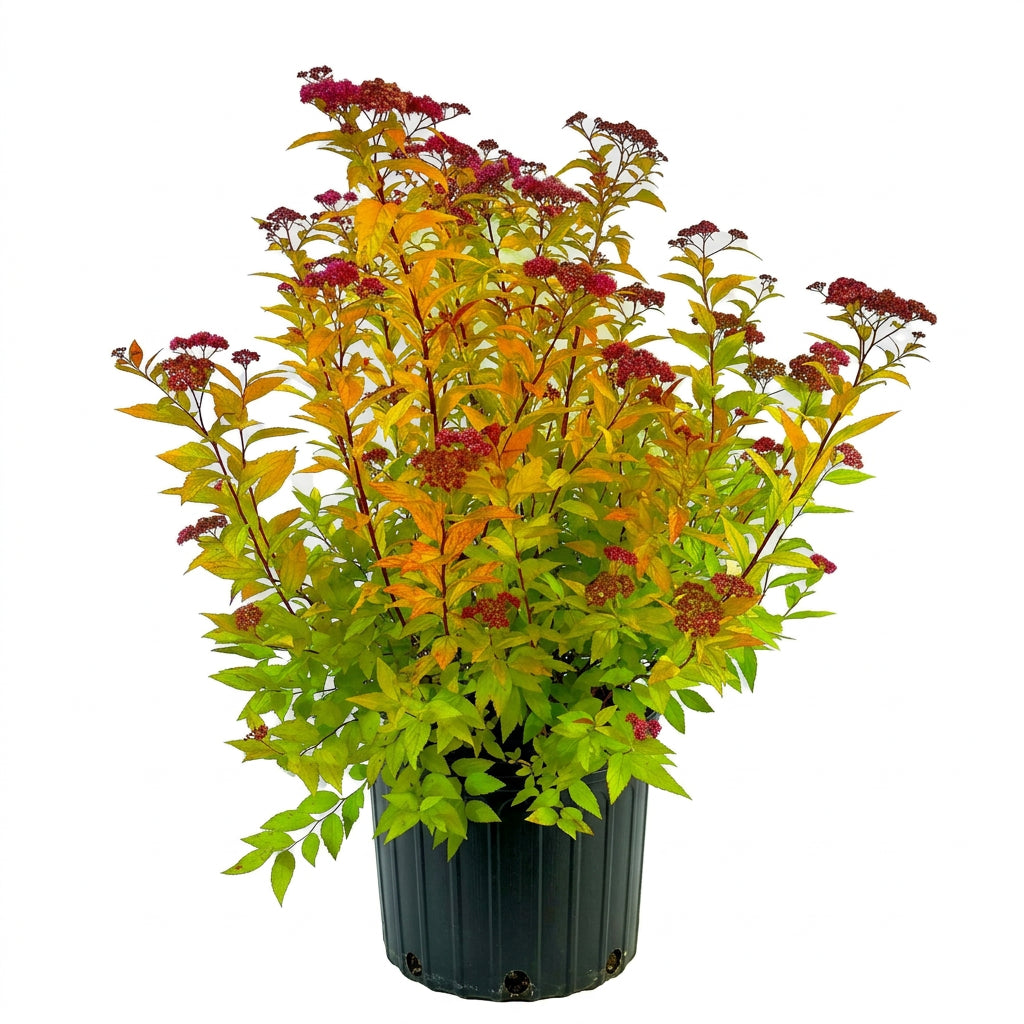 Potted plant with green and red leaves on a white background