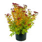 Potted plant with green and red leaves on a white background