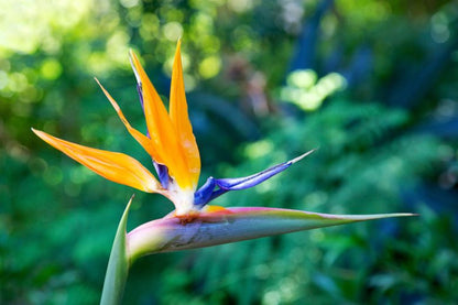 Bird Of Paradise "Mandalas Gold"
