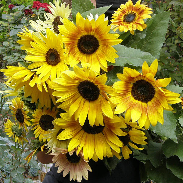 Heirloom Summer Garden Dancing, Joyous Sunflowers Scatter Can