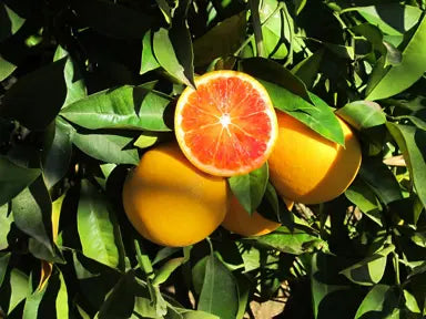 Orange 'Tarocco' Blood Orange