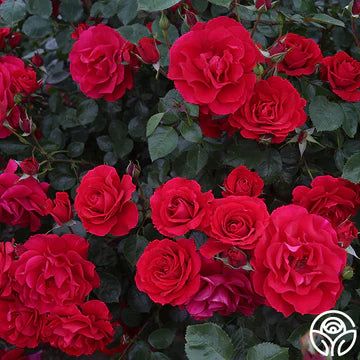 The Prince's Trust™