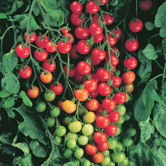 Cherry Sweet 100 Tomato 4" Deep Pot