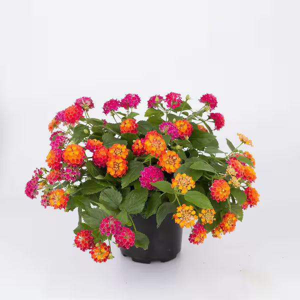 Lantana "Bandana Cherry"