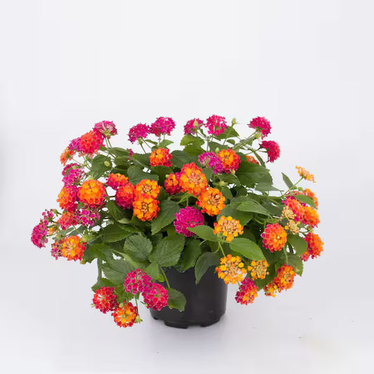 Lantana "Bandana Cherry"